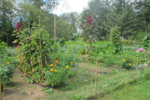 morning garden