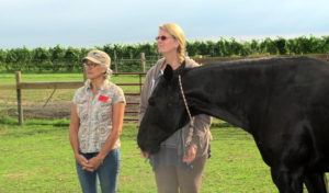 Ulla and Penny - Our Equine Specialists 